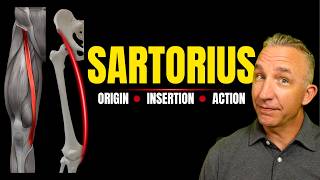 OIA Sartorius Muscle | Origin, Insertion & Action (Muscular System)