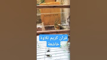 قران كريم راحة نفسية تلاوة خاشعة  بصوت الشيخ عبدالباسط عبدالصمد #قران_كريم #قرآن