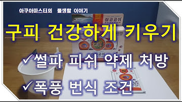 구피키우기/썰파피쉬 처방방법/썰파피쉬 수조별 용량 공개/구피폭풍번식조건