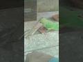 Parrot talking 🦜.. #birds #parrottalking #talkingparot #youtubeshorts #parrot #shorts