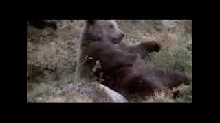 Bear vs Lion w  Audrye Sessions screenshot 5