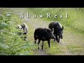 Showreal  teampb wildlife films