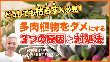 多肉植物 ガーデニング 多肉植物の育て方 しわしわでも大丈夫 Mp3