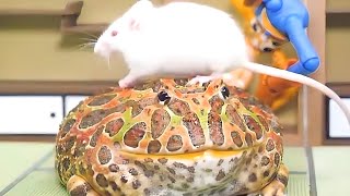 Pacman frog eats a mouse that runs through its head【WARNING LIVE FEEDING】