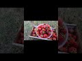 ПЕРВАЯ КЛУБНИКА С ПОЛЯ 🍓 А СКОЛЬКО СТОИТ У ВАС КЛУБНИКА? 🤔 #Shorts