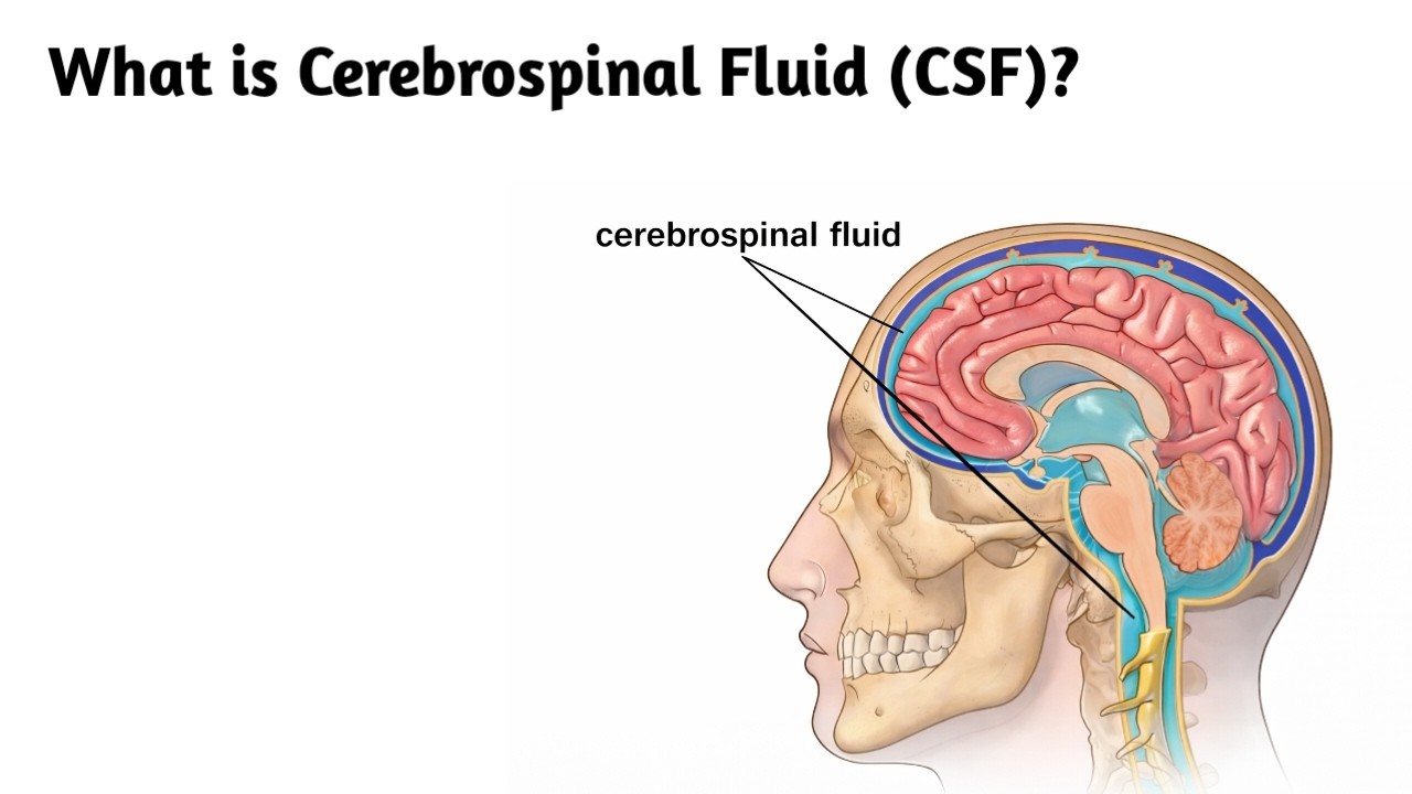 What is Cerebrospinal Fluid (CSF ) ? - YouTube