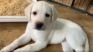 LIVESTREAM Puppy Cam REPLAY! 6 Adorable, 5-week-old Labrador Puppies i#labrador #puppy #cutepuppies