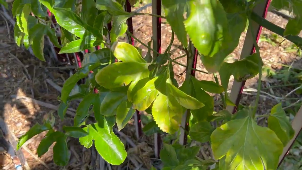 Pruning a Passion Fruit Vine Mesa, AZ Zone10a