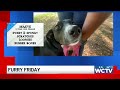 Furry Friday: Meet Maeve!