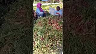 Seperti Ini Penanganan Pasca Panen Bawang Merah Di Daerahku