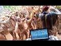 Rayzako-6G show live in MATOMBO,KONDE-morogoro(official Crip.