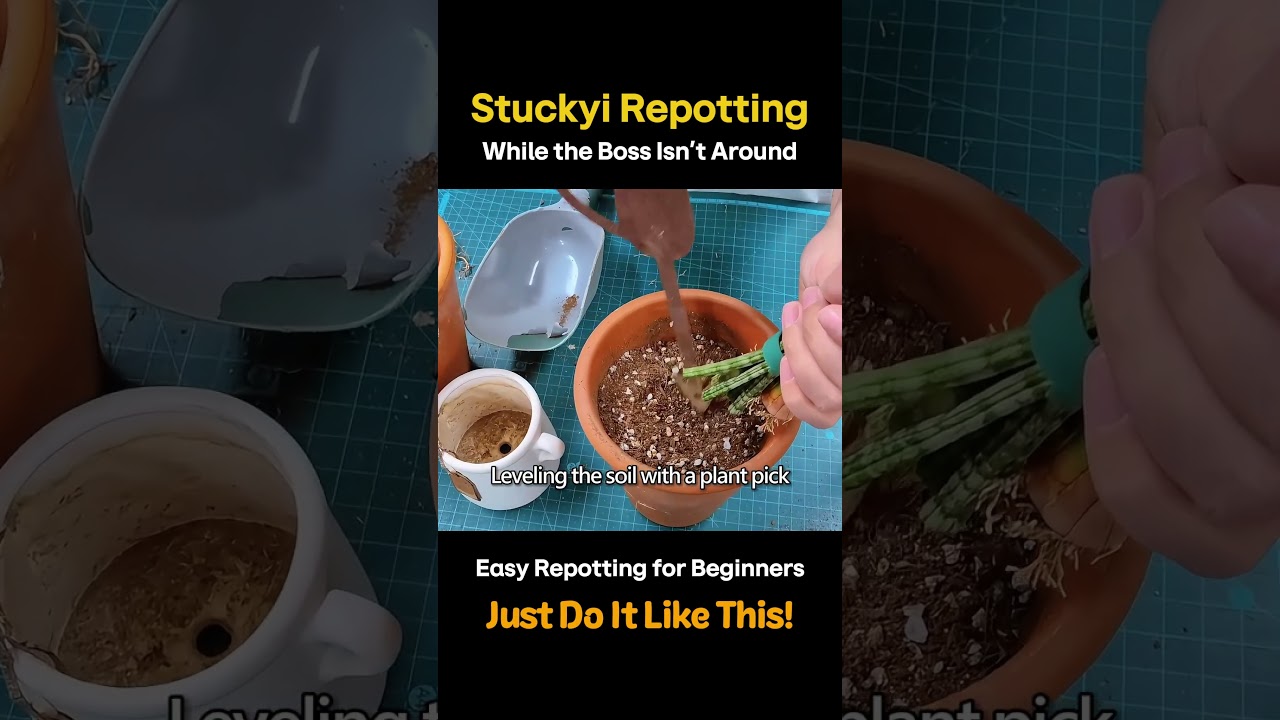 Secret Stuckyi Repotting | Beginner Plant Care | Gardening | Plant Decor | Steel Deco
