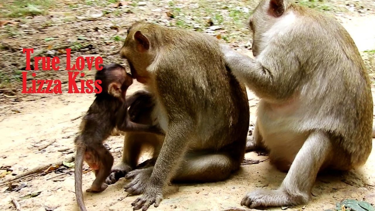 foundation medicine Lizza Giving True Love Kiss To Second Mom CoCo/Cute Baby Lizza Is Really Smart Monkey
