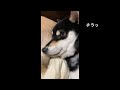 寝たふりする柴犬ねね