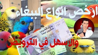 (58)ارخص انواع الببغاء والاسهل في الترويض