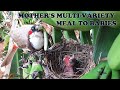 Most Satisfying MULTI-VARIETY Insects and Worms feeding to baby bird | Birds relaxing videos