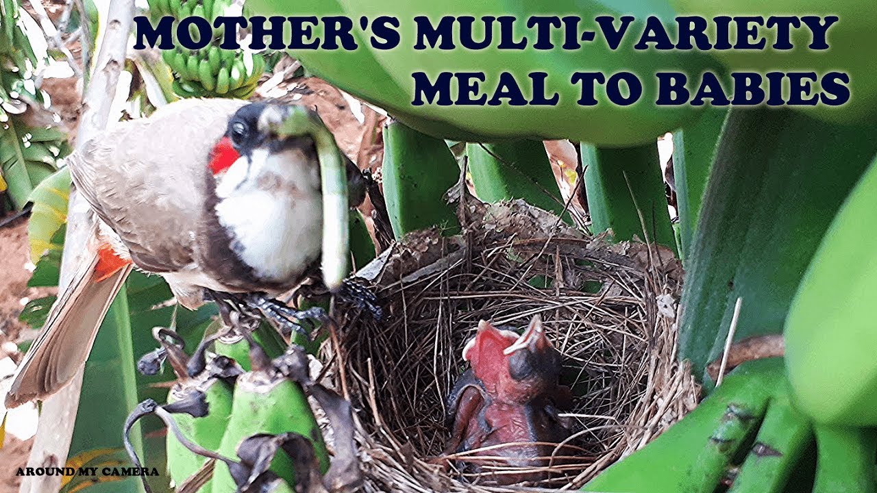 Most Satisfying MULTIVARIETY Insects and Worms feeding to baby bird