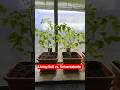 Gewächshausduell: Universalerde vs. Living Soil - Tomaten in der 2. Woche