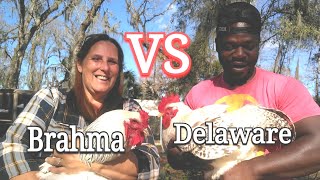 Brahma VS Delaware