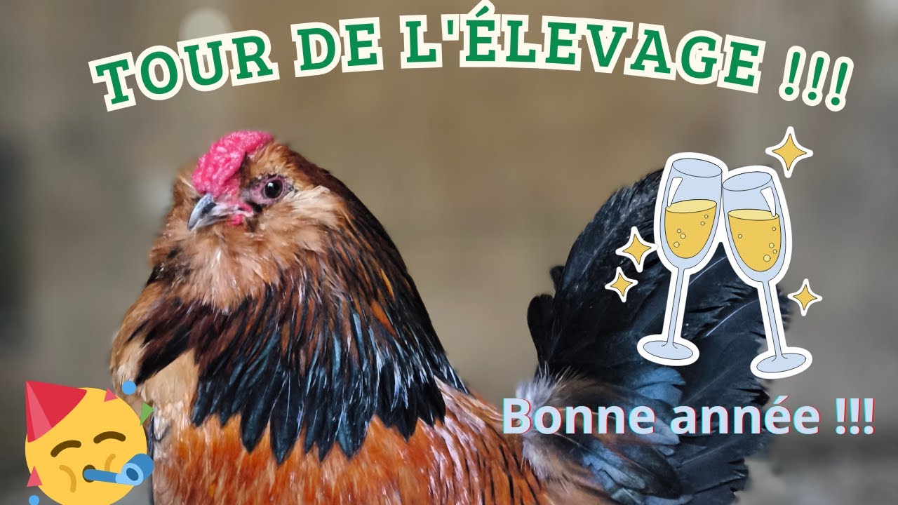 BONNE ANNÉE 2026🥳🎉! Première naissance 2026 et début de reproduction !!!