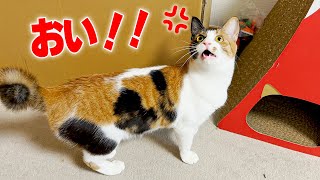 猫と遊んでいただけなのにいきなりキレられました…