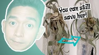 How to revive an air plant? | I tried to save a Tillandsia Xerographica