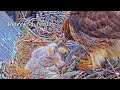 #110🦅🐥11°🐥10°🐥6°(✝️🐣)/Cornell US🇺🇸Red-tailed Hawk Nest 2026/Big Red💗Arthur/by Cornell Lab Bird Cams