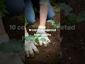 Medicinal Garden Kit – BRAND NEW!