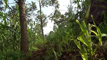 Climate smart push-pull technology by icipe