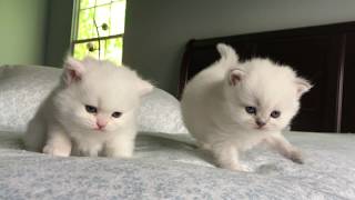 Kitten Meow by Adorable Stars Kittens 1,305 views 7 years ago 21 seconds