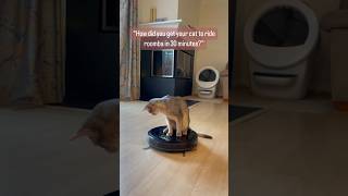 Abyssinian cat riding roomba #catshorts #abyssinian #funny #funnycat