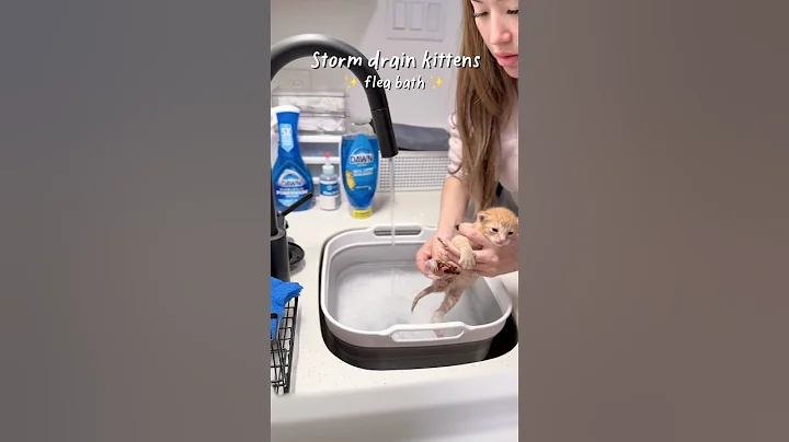 Video 11705541: kitten bath