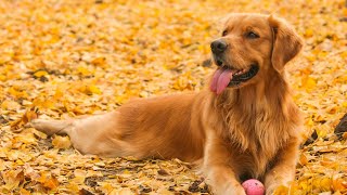 How to Handle Rough Play with a Chesapeake Bay Retriever