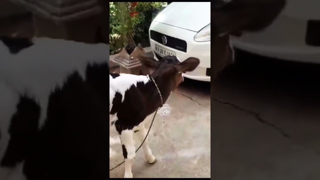 ABS sexed semen female calf /// 