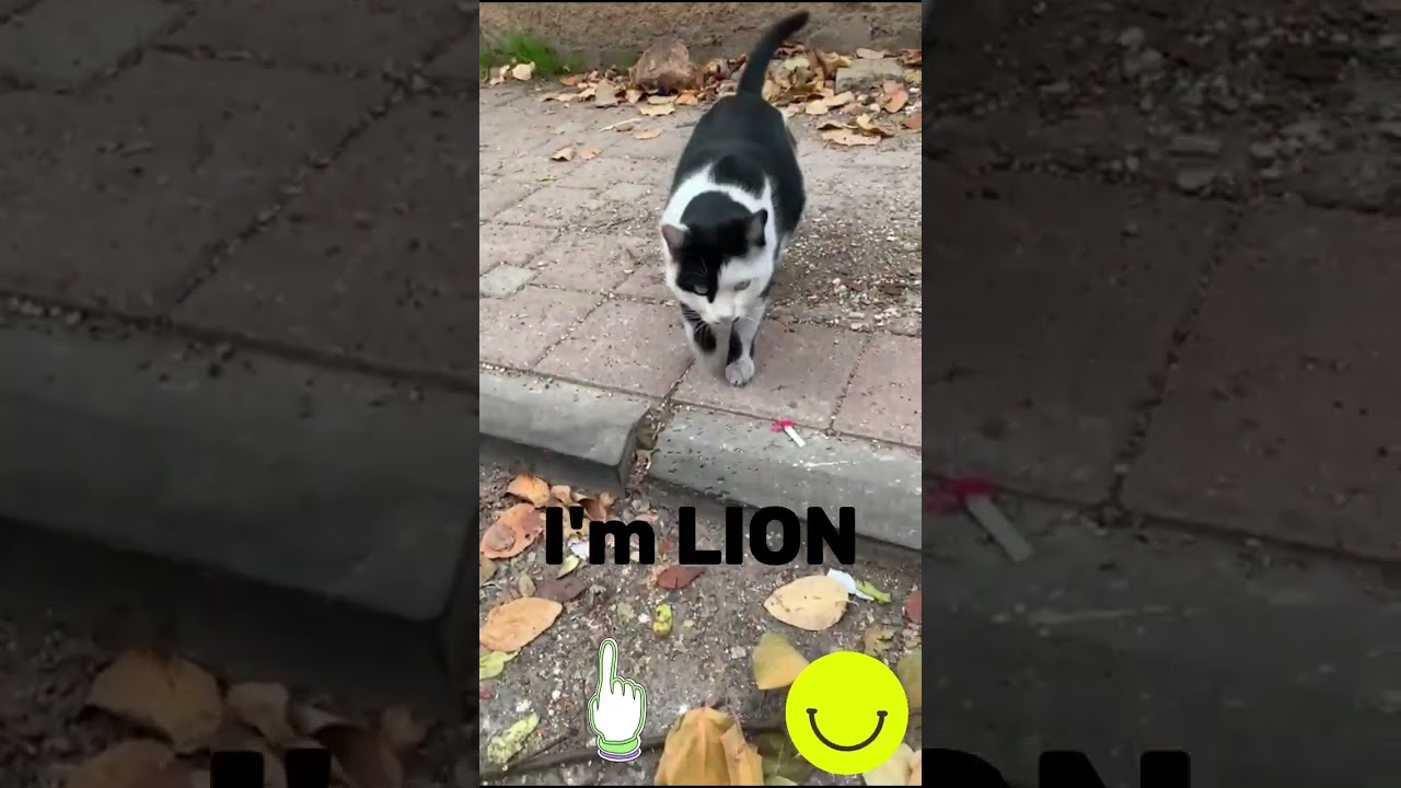 Did You See The Roaring Cat? | 