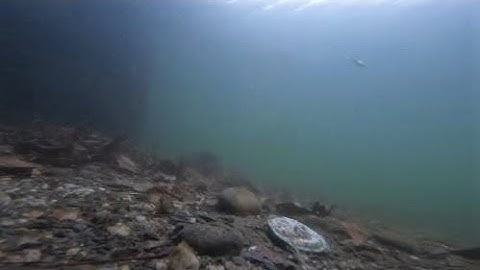 1/4/23 Huntington Harbor: HERRING, Spearing and Banded Killifish!