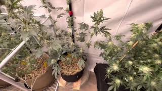 Growing cannabis at home under Mars Hydro LED lights and AC Infinity exhaust system.