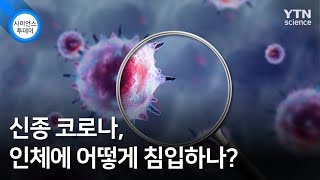 신종 코로나, 인체에 어떻게 침입하나? / YTN 사이언스