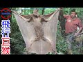 [生物放大鏡]捕獲世界最大的飛行哺乳類 | 台灣花蓮發現的驚天蝙蝠 | 誰才是最聰明的飛行哺乳類?