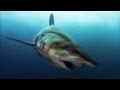 Shark Behavior and Fishing Strategies