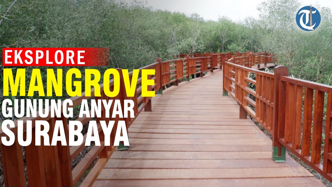 Eksplore Keindahan Wisata Mangrove Gunung Anyar Surabaya Youtube