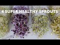 How to grow sprouts at home  4 super healthy sprouts