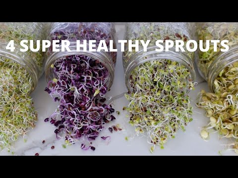 How To Grow Sprouts at Home | 4 Super Healthy Sprouts