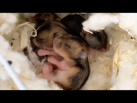 Video: How To Breed Dzungarian Hamsters