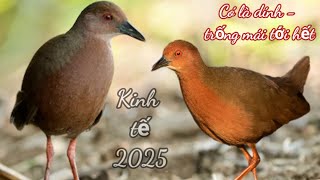 Tiếng Mắt Đỏ , Tí Nỉ Cuốc Ngực Nâu Kêu Bầy Trống Mái Chuẩn Nhất 2025 Bẫy Chim Mắt Đỏ Bằng Lưới Đêm