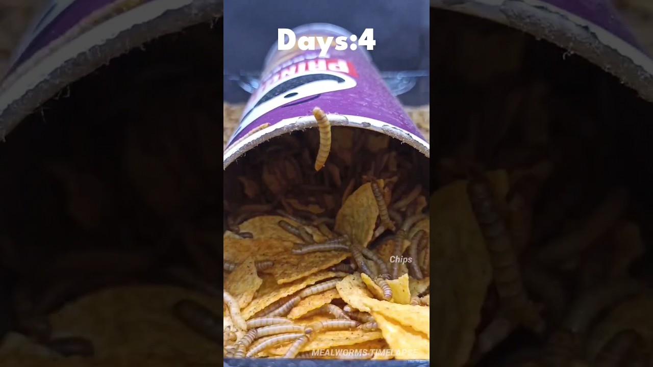 Mealworms Vs Pringles Chips 🍟  