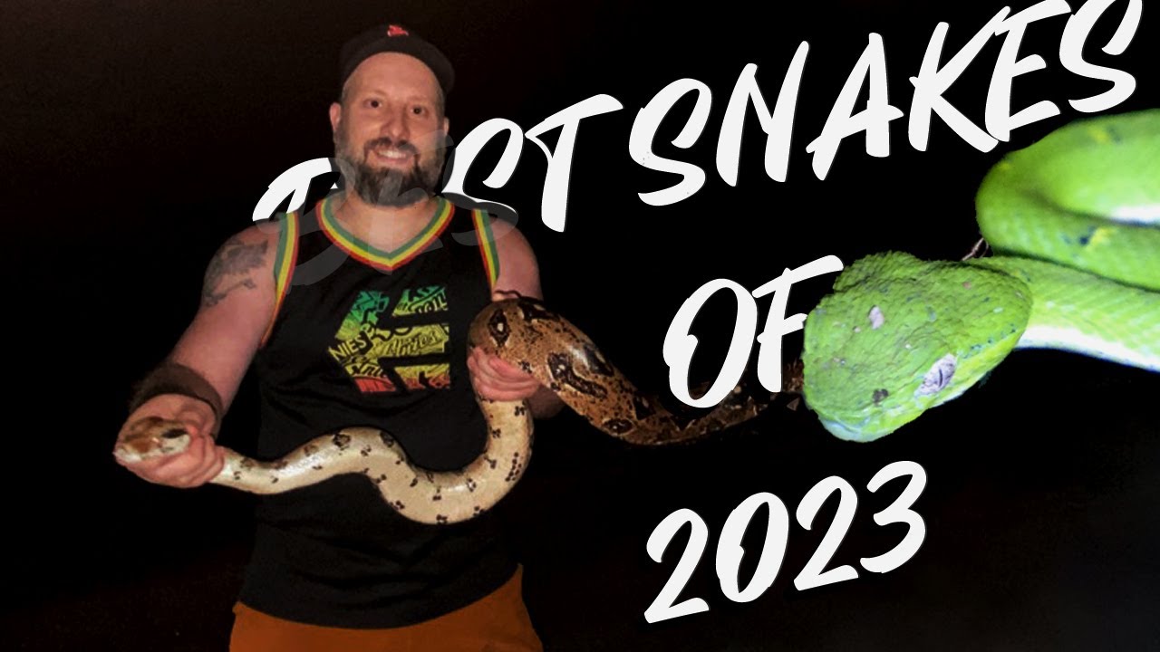 TOP SNAKE CATCHING MOMENT OF 2023 