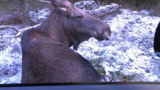 Schweden Winter 2008 Elchpark