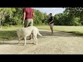 Suburban K9's Board and Train Plus Package!