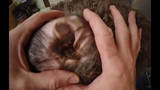 I Could Smell His Ears Before We Started... |  Ear Plucking and Cleaning